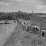 0208-foto-dun-ramat-amb-el-castell-de-penyafort-al-fons