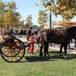 cavalls