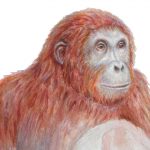 Anoiapithecus-brevirostris-(Lluc)