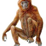 Pierolapithecus-catalaunicus-(Pau)