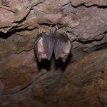 28_Monjos_Ratpenats