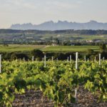 505-Paisatge-penedesenc-i-Montserrat,-desde-Santa-Fe-del-Penedès