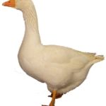 oca-empordanesa