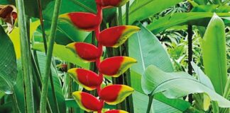 Inauguració de l’exposició fotogràfica “Flors del món”.