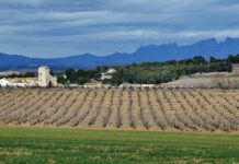 El Penedès segueix encapçalant l’oferta enoturística del país