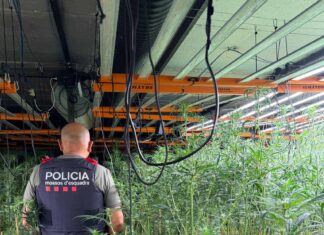 Intervenen 1.900 plantes de marihuana a Sant Quintí de Mediona