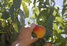 El mapa intel·ligent dels arbres fruiters