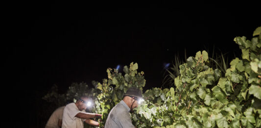 El Penedès viu la verema més precoç de la seva història