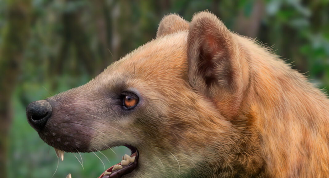 Un crani trobat a Subirats als anys noranta permet identificar una nova espècie de carnívor del Miocè