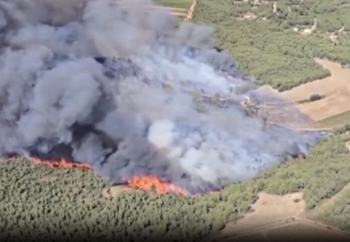 foc